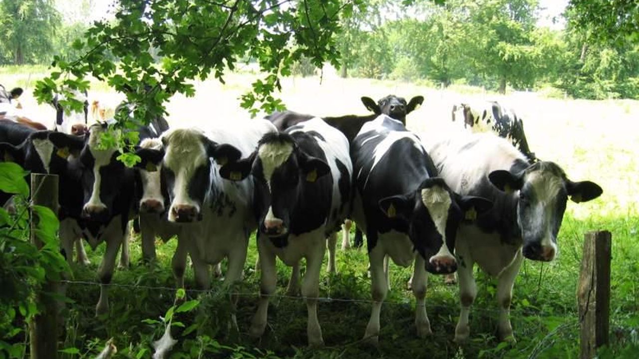 Neugierde Neugierde
